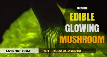 Glowing Mushrooms: Are These Bioluminescent Fungi Safe to Eat?