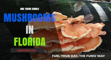 Exploring Florida's Forests: Are There Edible Mushrooms to Forage?