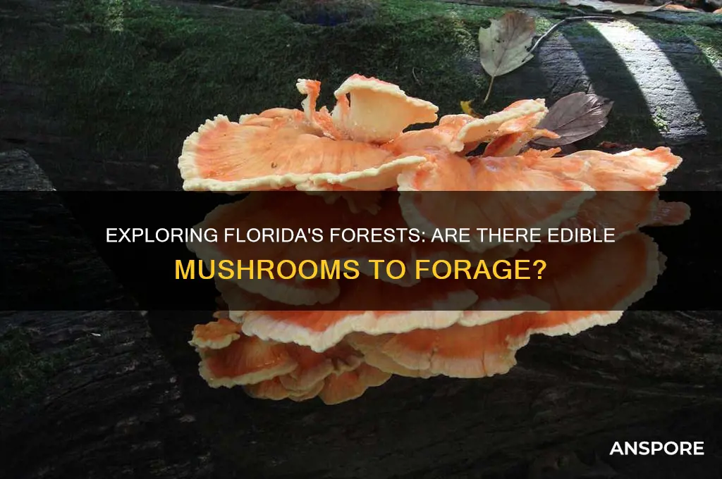 are there edible mushrooms in florida