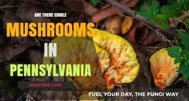 Exploring Pennsylvania's Edible Mushrooms: A Forager's Guide to Safe Finds