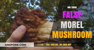 False Morels: Identifying Toxic Look-Alikes in the Wild