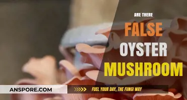 How to Identify False Oyster Mushrooms