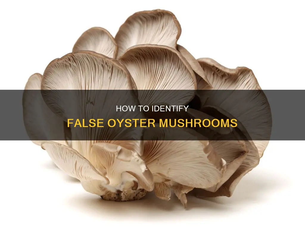 are there false oyster mushrooms