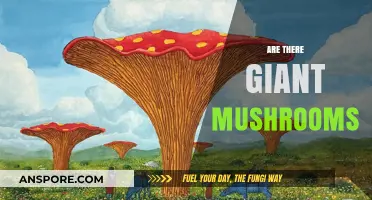 Giant Mushrooms: Myth or Reality?
