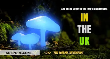 Glow-in-the-Dark Mushrooms: Do They Exist in the UK?