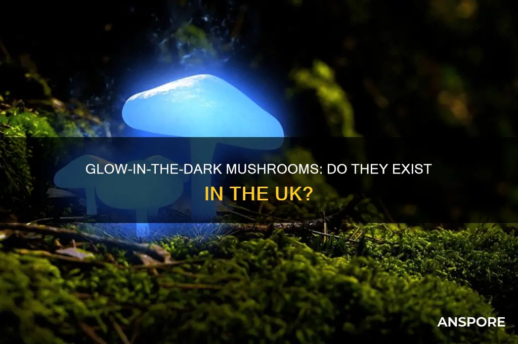 are there glow-in-the-dark mushrooms in the uk