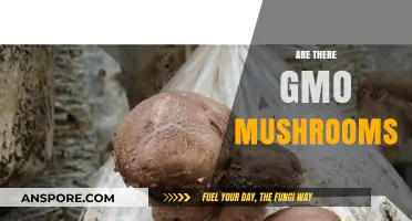 Mushrooms: Are They Genetically Modified?