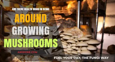 Growing Mushrooms: Uncovering Potential Health Risks in Your Environment
