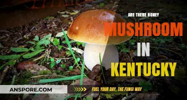 Honey Mushrooms: Can You Forage Them in Kentucky?