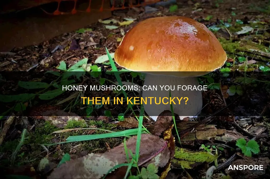 are there honey mushrooms in kentucky