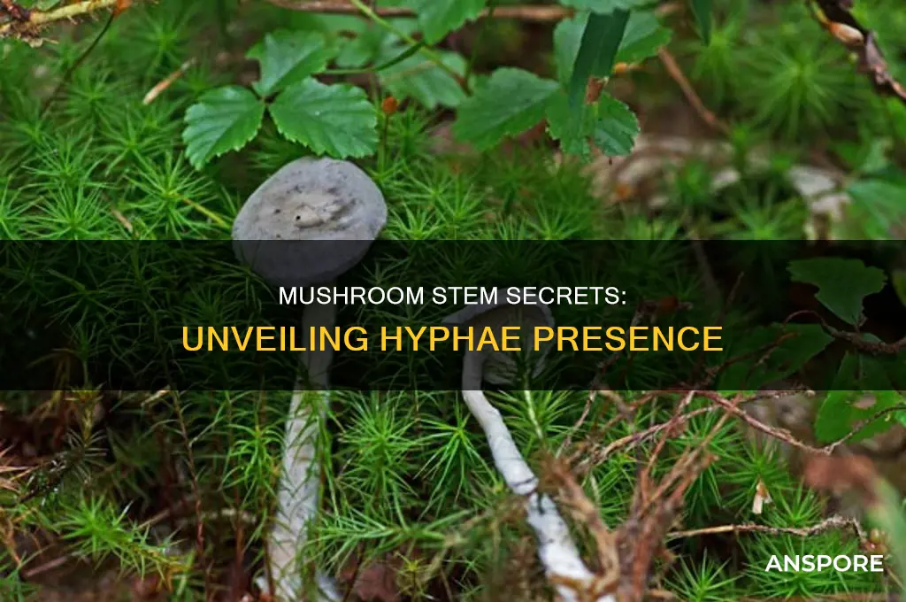 are there hyphae in the stem of a mushroom