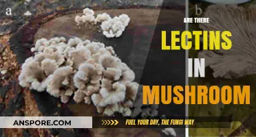 Lectins in Mushrooms: What's the Deal?