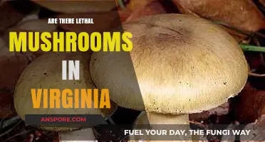 Deadly Mushrooms in Virginia: What You Need to Know