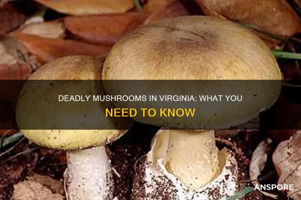 are there lethal mushrooms in virginia