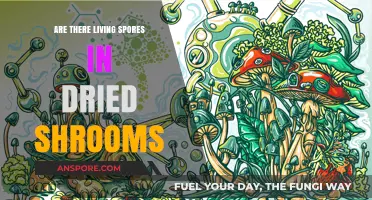 Do Dried Magic Mushrooms Contain Active, Living Spores?