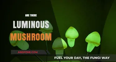 Luminous Mushrooms: Nature's Magical Glowing Fungi