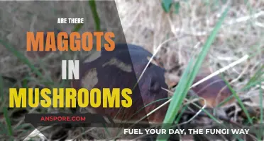 Maggots and Mushrooms: The Unwanted Guests