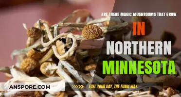 Exploring Northern Minnesota's Forests: Do Magic Mushrooms Grow Here?