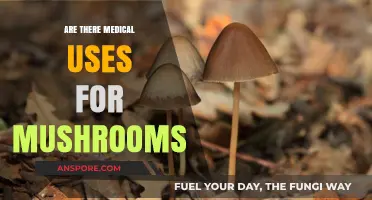 Exploring the Medical Potential of Mushrooms: Uses and Benefits