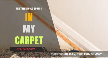 Hidden Dangers: Mold Spores Lurking in Your Carpet?
