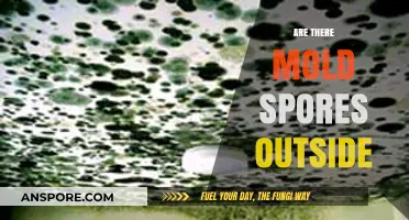 Mold Spores in the Air: Are They Present Outdoors?