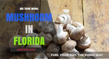 Mushroom Morality: Florida's Fungi Ethics