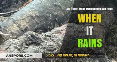 Mushroom and Fungi Growth: Rain's Impact
