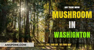 Mushroom Hunting in Washington: Nature's Bounty