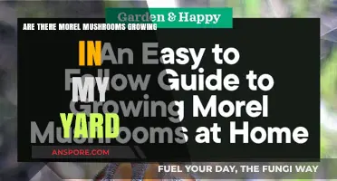 Discovering Morel Mushrooms: Are They Growing in Your Backyard?