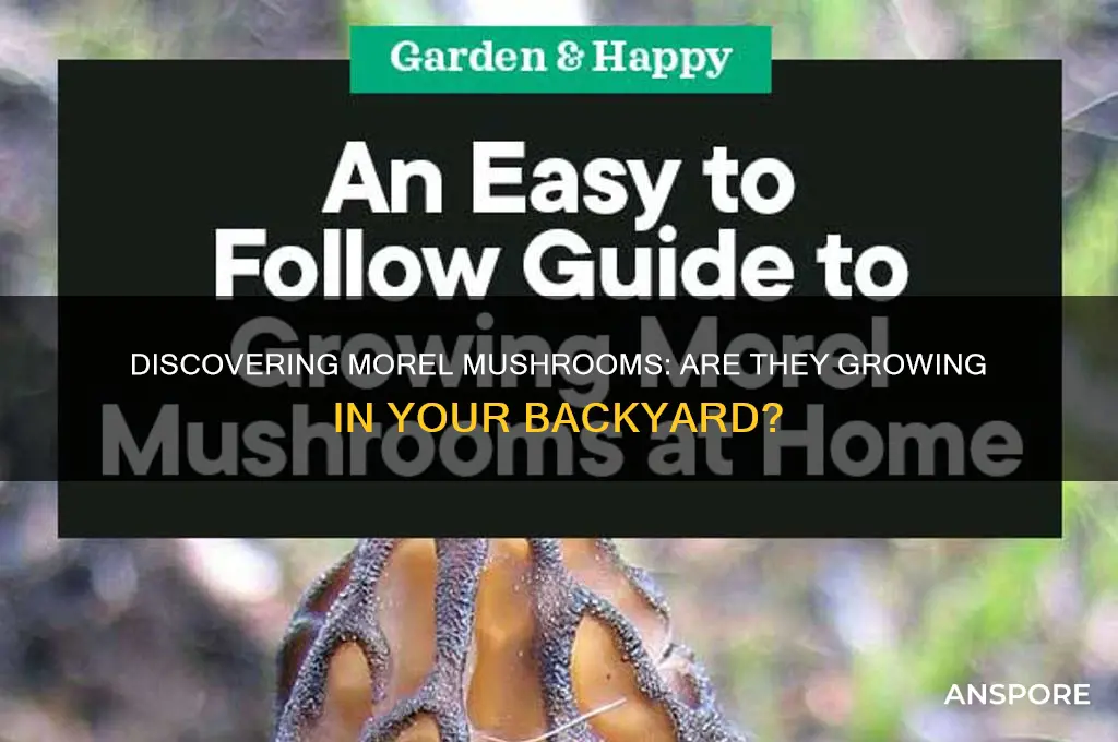 are there morel mushrooms growing in my yard