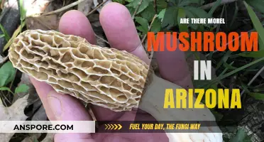 Exploring Arizona's Morel Mushroom Habitats: Where and When to Find Them
