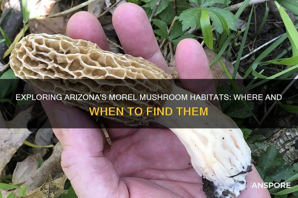 are there morel mushrooms in arizona
