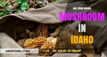 Exploring Idaho's Forests: Are Morel Mushrooms Abundant in the Gem State?
