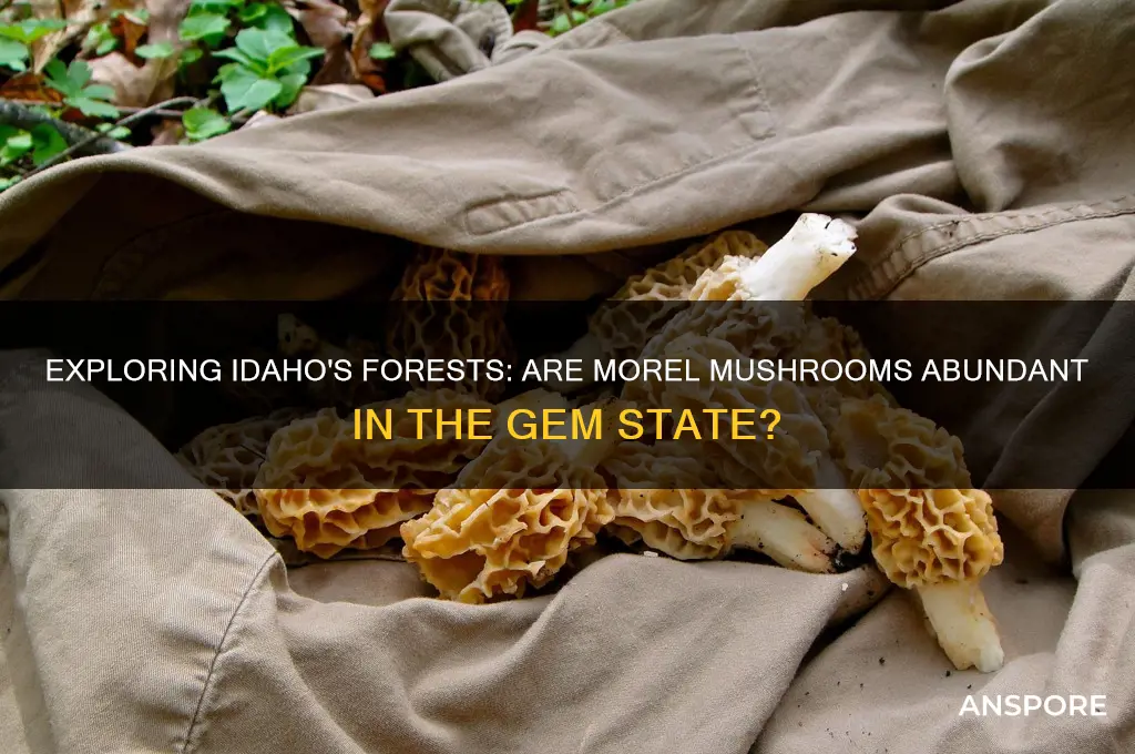 are there morel mushrooms in idaho