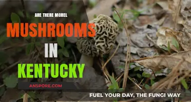 Exploring Kentucky's Forests: Are Morel Mushrooms Abundant in the Bluegrass State?