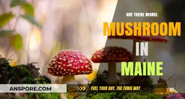 Exploring Maine's Forests: Are Morel Mushrooms Abundant in the Pine Tree State?