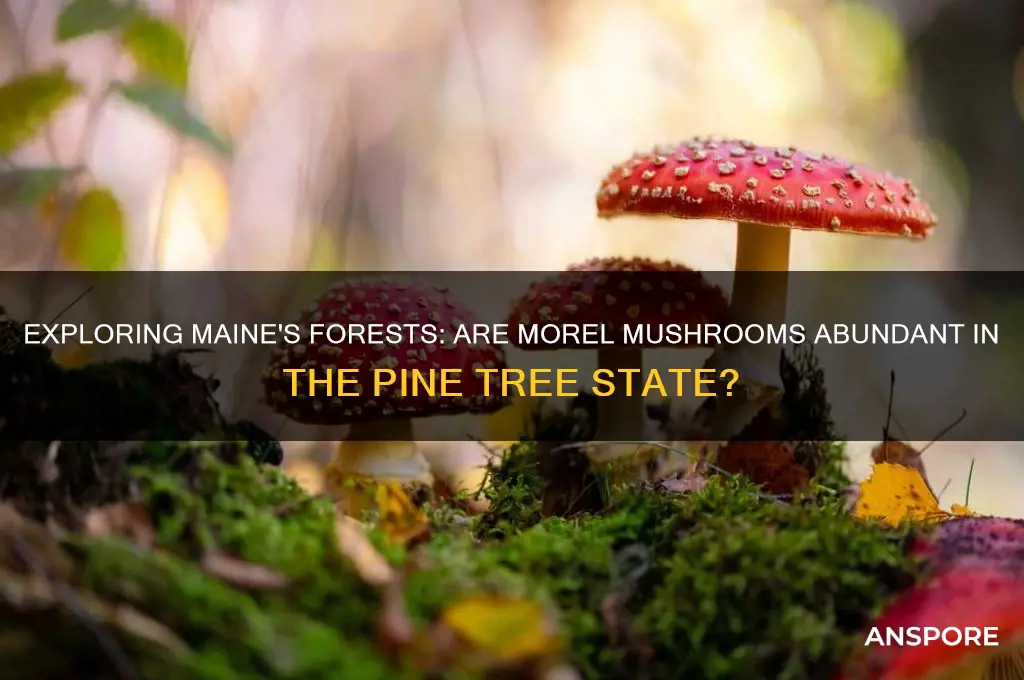 are there morel mushrooms in maine