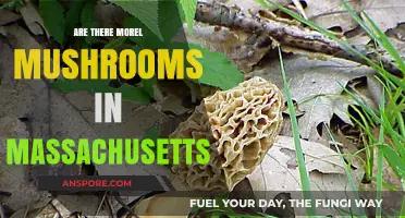 Exploring Morel Mushrooms in Massachusetts: Where and When to Find Them
