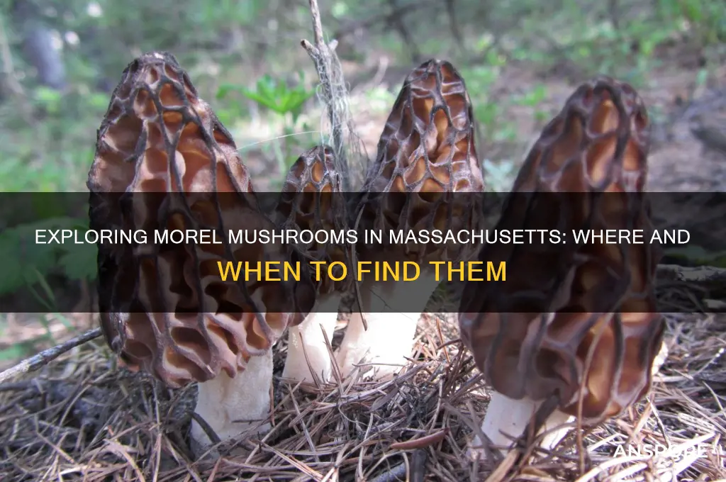 are there morel mushrooms in massachusetts