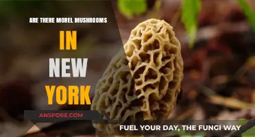 Exploring New York's Forests: Are Morel Mushrooms Hiding There?