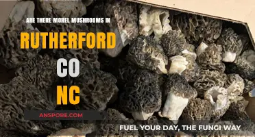 Exploring Rutherford County, NC: Morel Mushroom Hunting Guide