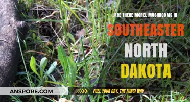Exploring Morel Mushrooms in Southeastern North Dakota: A Forager's Guide