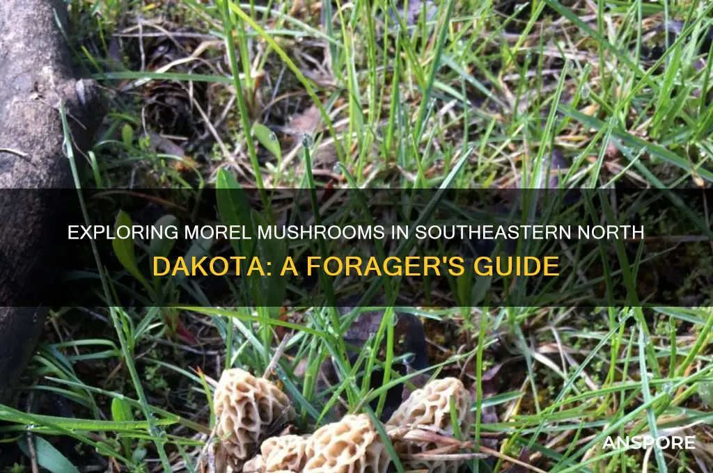 are there morel mushrooms in southeastern north dakota