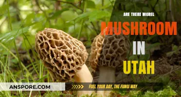 Exploring Utah's Forests: Are Morel Mushrooms Hiding in the Beehive State?