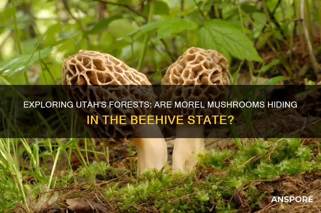 are there morel mushrooms in utah