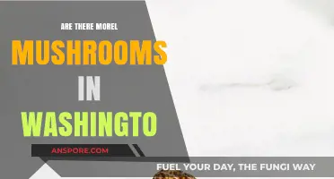 Exploring Washington's Morel Mushroom Hotspots: Where to Find These Delicacies