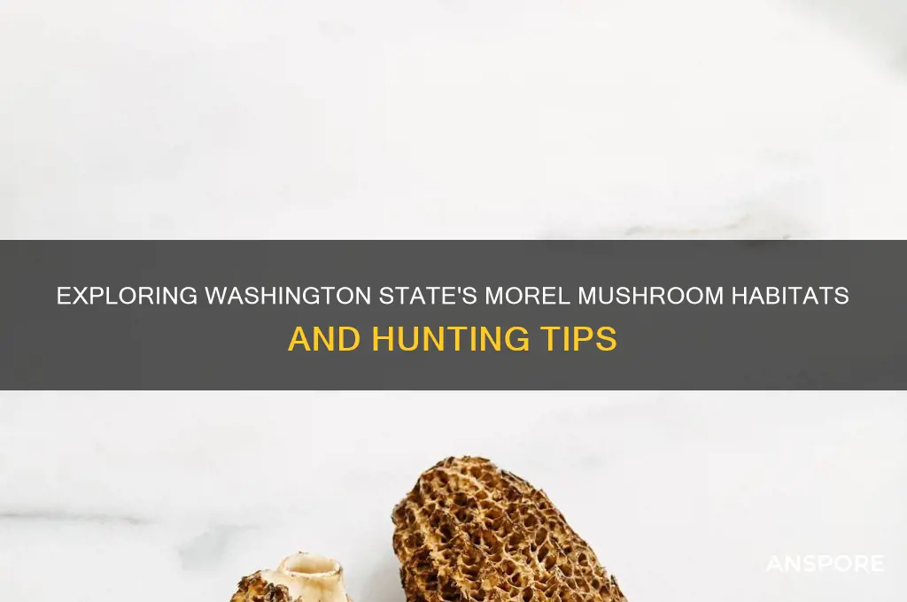 are there morel mushrooms in washington state