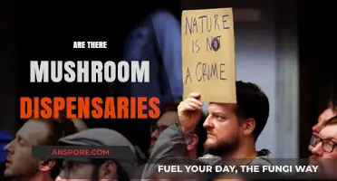 Mushroom Dispensaries: Where, What and How?