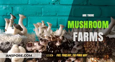 Mushroom Farms: Do They Exist?