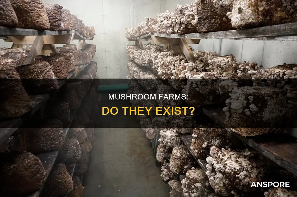 are there mushroom farms